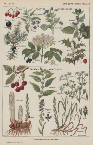 vintage botanical print cherries whereapy printable chart