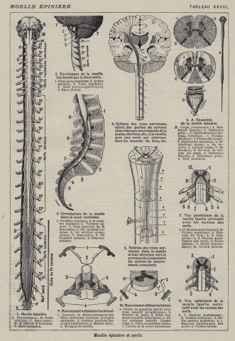 Vintage human spine print