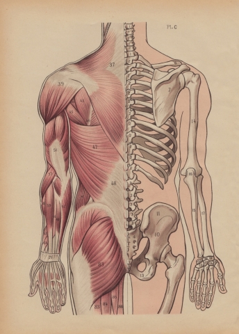 Dorsal Muscles and Bones Illustration