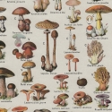 Mushroom Chart - Vintage French Botanical Print